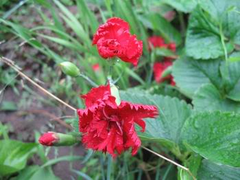 Dianthus caryophyllus - karanfil IMG_1342-1