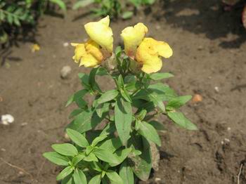 Antirrhinum majus zevalice IMG_1354-1