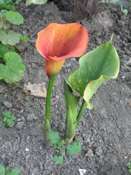 Kala (calla) IMG_9790-1