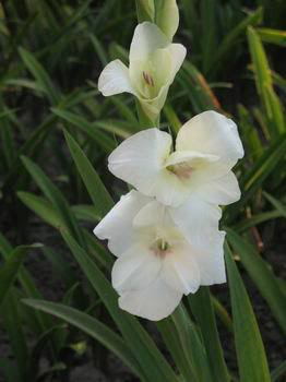 Gladiola IMG_9972-1