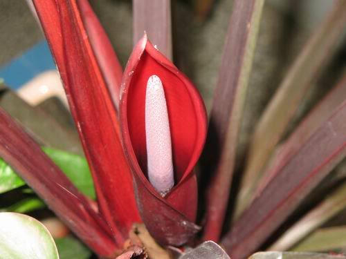 Vokijeve biljice - Page 3 Cvetfilodendrona