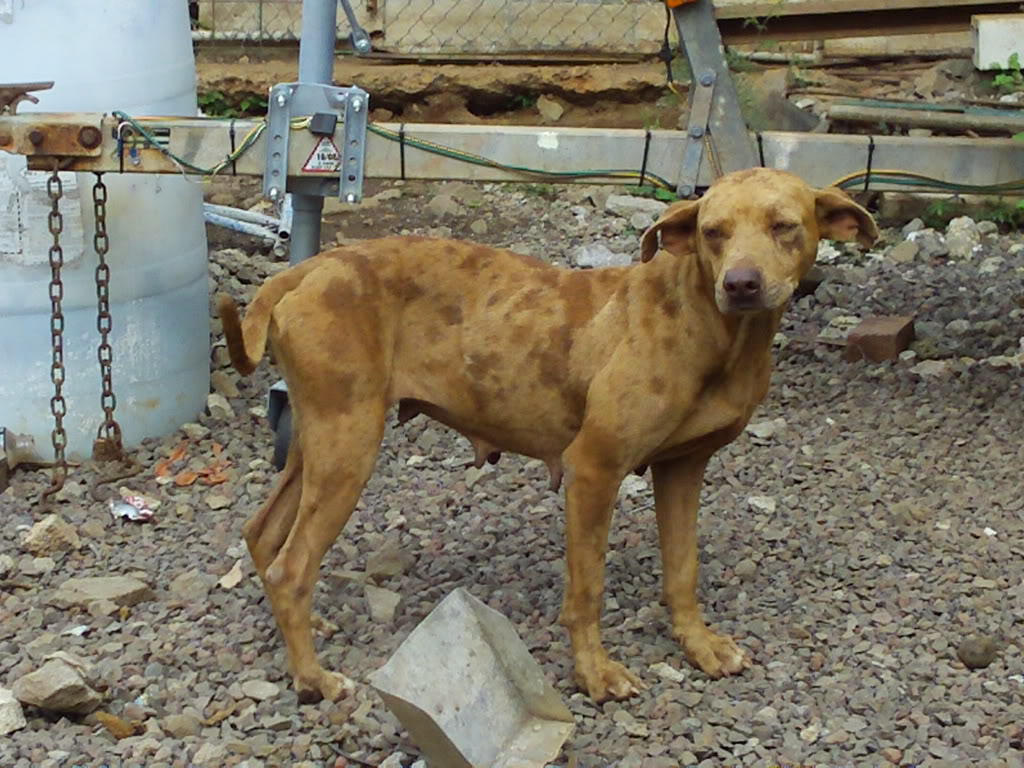 8 month Catahoula Bull Pointer Zi6_0050