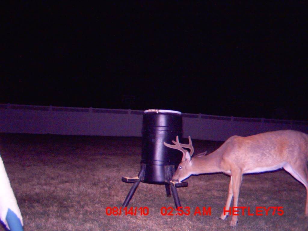 some deer from dads backyard 004-3