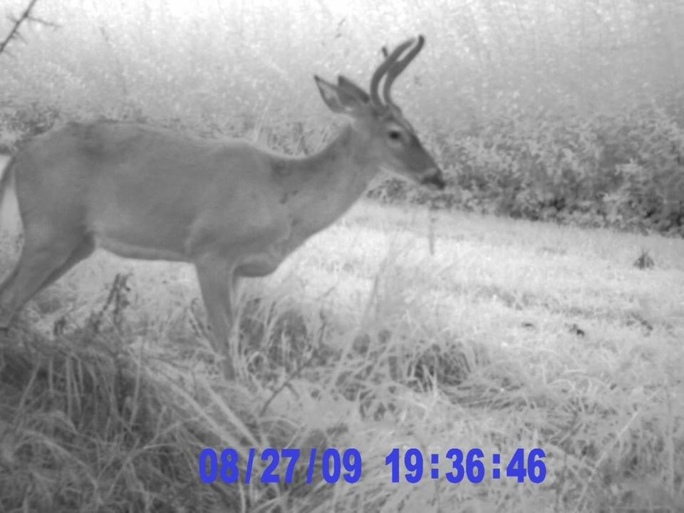 couple trail cams pics ..nothing big 076