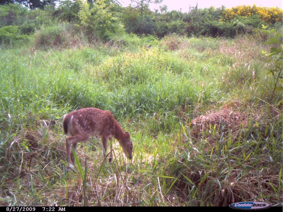 couple trail cams pics ..nothing big 109