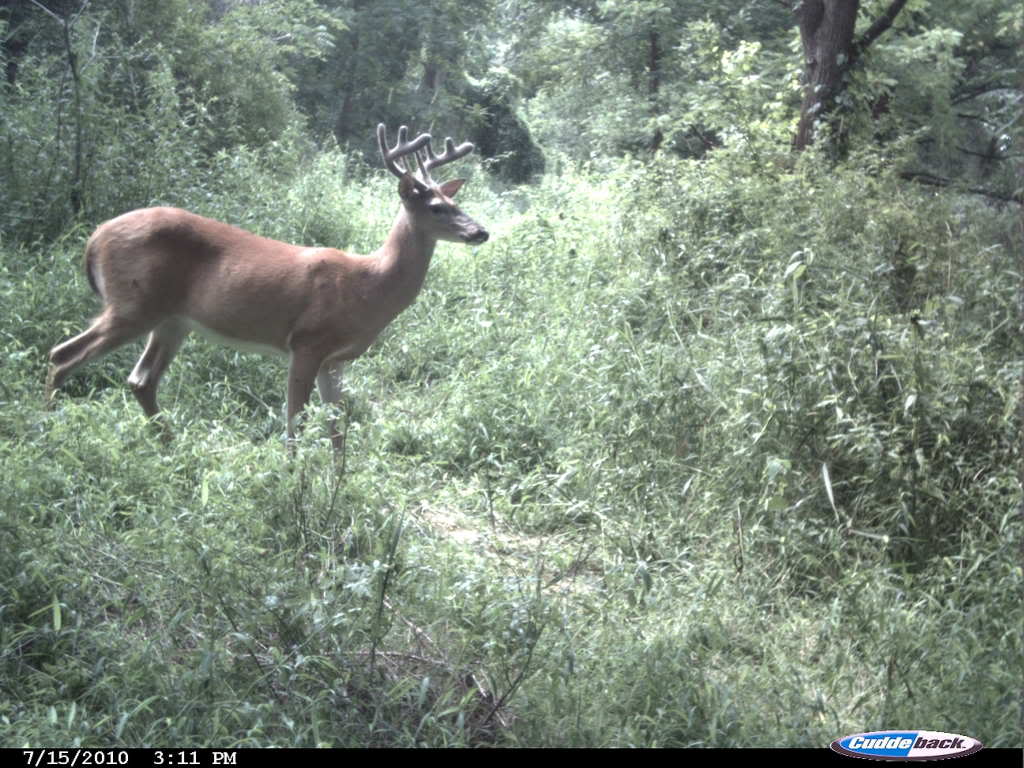 some more trail cam pics CDY_0004