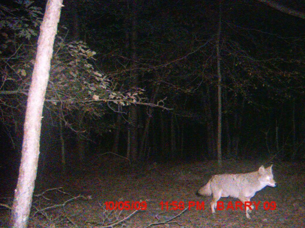 Coyote near my stand MDGC0015