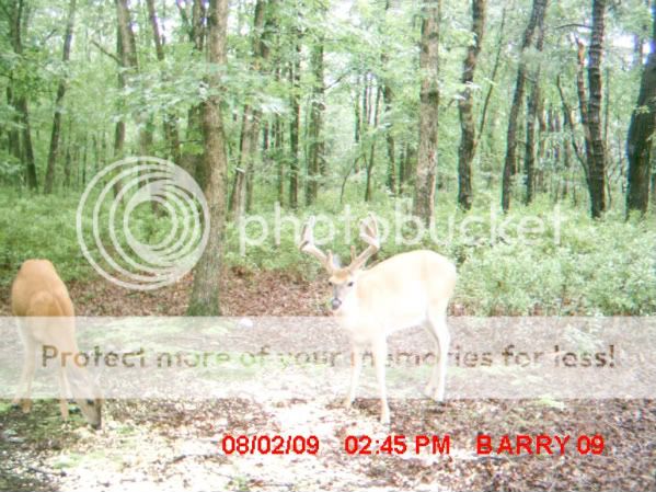 2009 Target Bucks MDGC0108