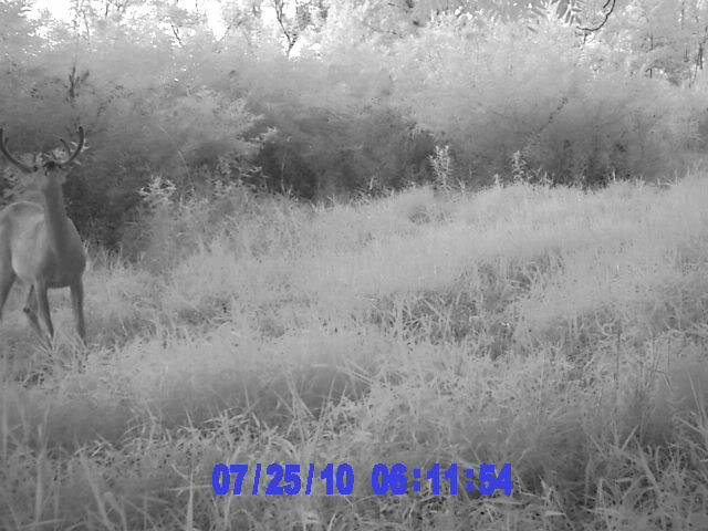 Few more trail cam pics PIC_0556