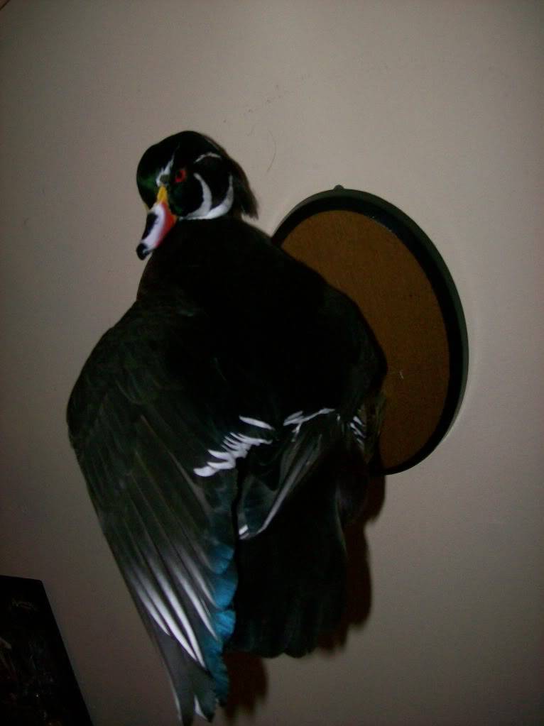 my duck mounts from wildlife expressions Wood-1