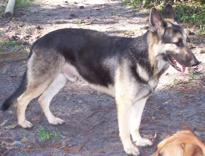 German Shepherds and Rat terriers 100_2414