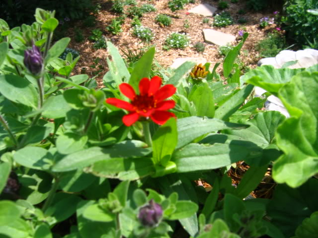 Quelques annuelles de chez moi ZinniaProfusionFire