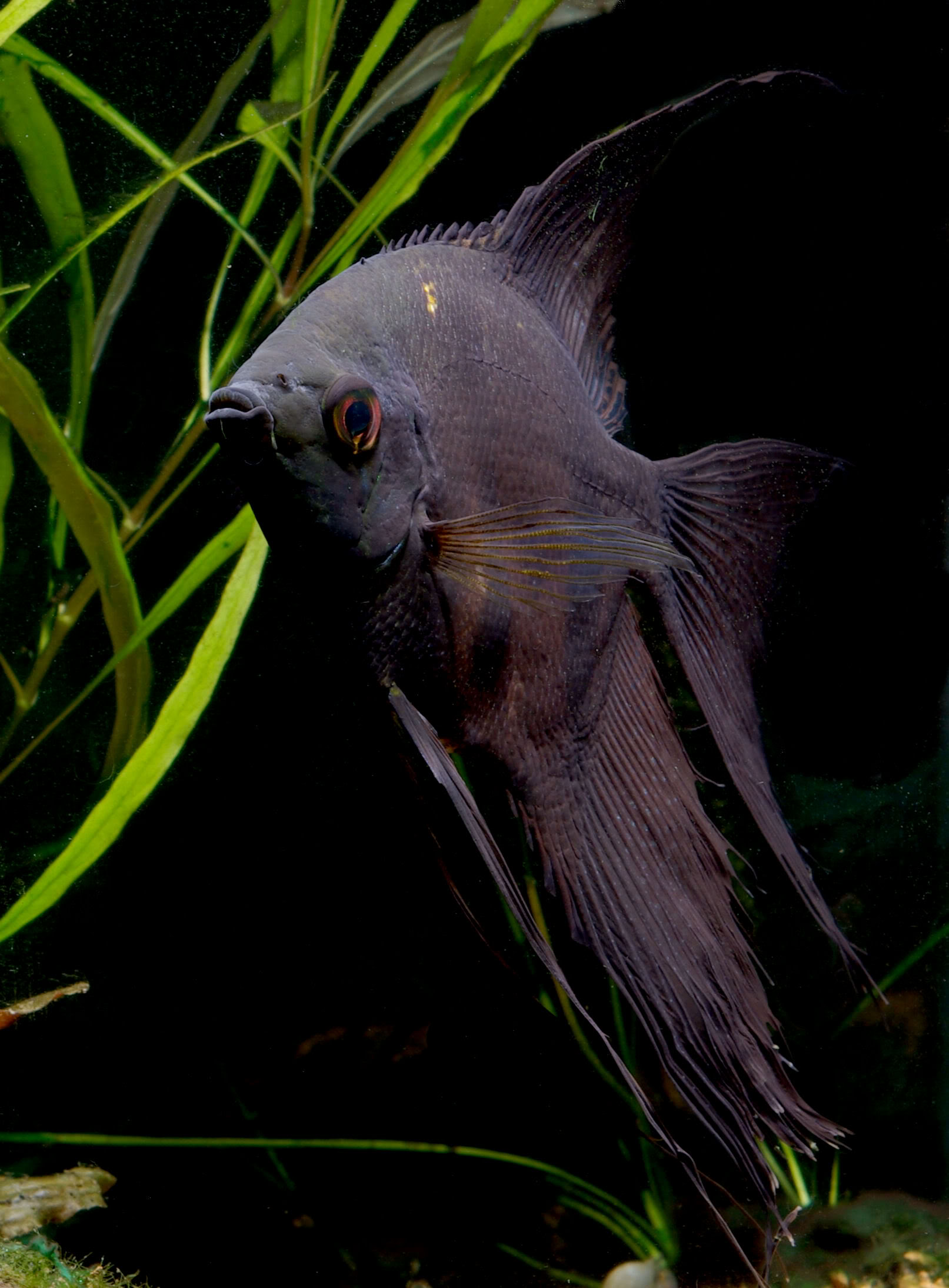 Various SA cichlids Angel4