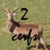 C'est nol non ? 2cerfs