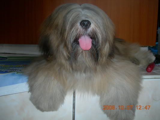 Lovable Lhasa Apso 193607127