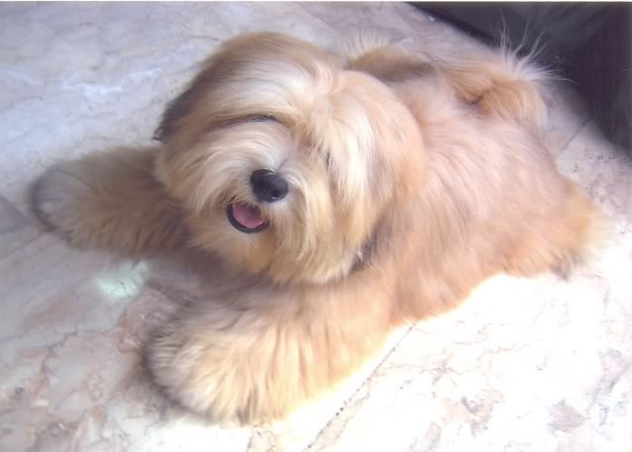 Lovable Lhasa Apso Doggie