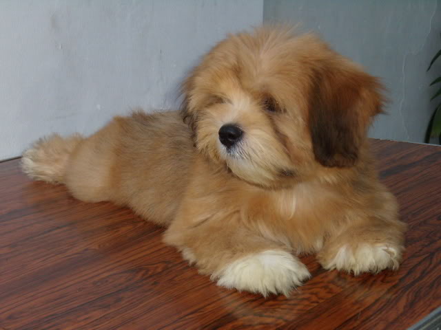 Lovable Lhasa Apso PC230033