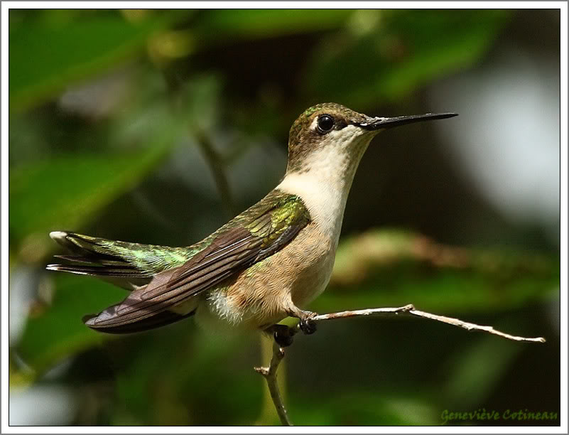 Le Colibri à gorge rubis - Page 3 IMG_2222-2-SC