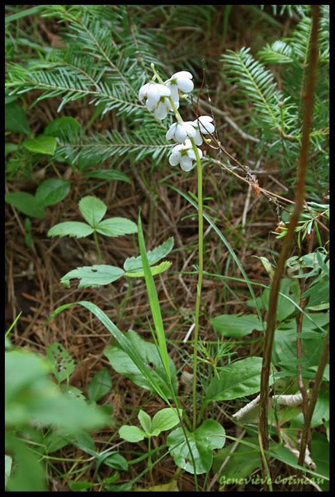 Pyrola Elliptica IMG_1365