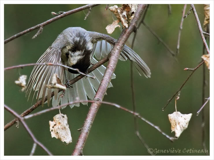 Mésange simulerait une blessure? (Photos) IMG_6336