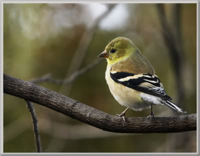 Le Chardonneret Jaune 39294908chardonneretricCt