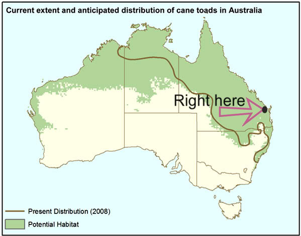 Animal Totems Cane-toad-fs-map-1