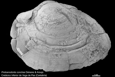 Descubren una nueva especie de almeja de agua dulce de hace 130 millones de años 1234973960_0