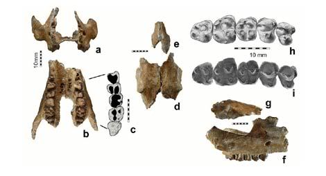 Hallan fósiles del ancestro más antiguo del elefante 1245403685_0