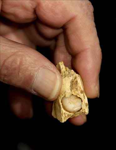 Sacan a la luz 57 restos humanos de hace unos 50.000 años 7225bf125138bg
