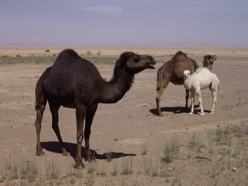 Viaje a Marruecos 2008. IMGP7128