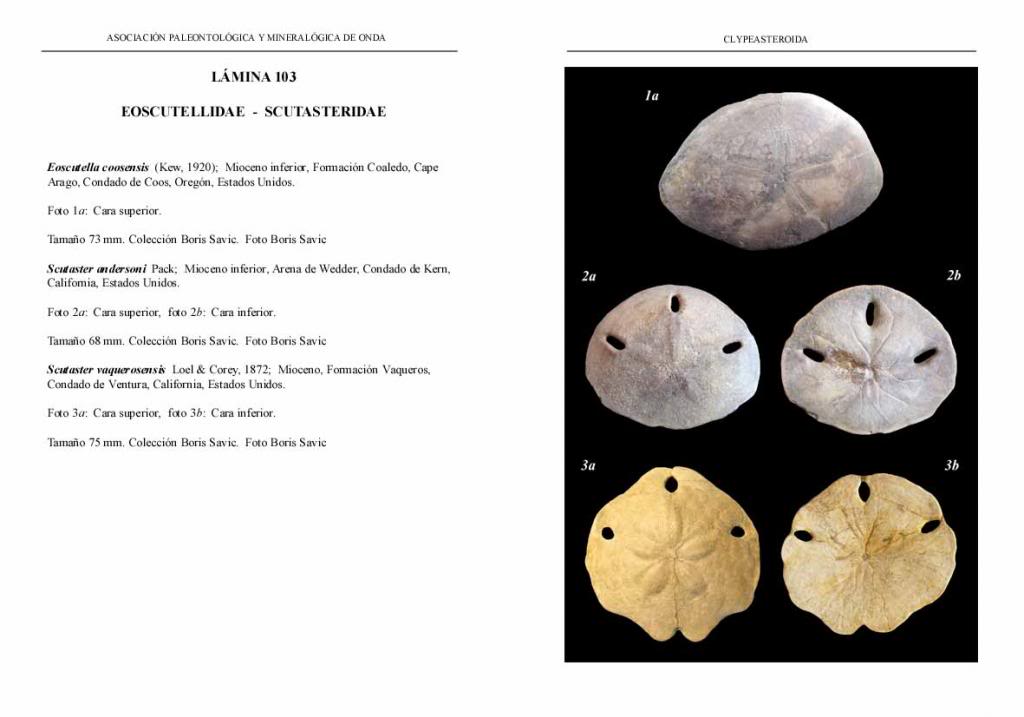 Libro NEOGNATHOSTOMATA I – CLYPEASTEROIDA - (Reedición 2013) LAMINA103-EOSCUTELLIDAE_zpsb0299876