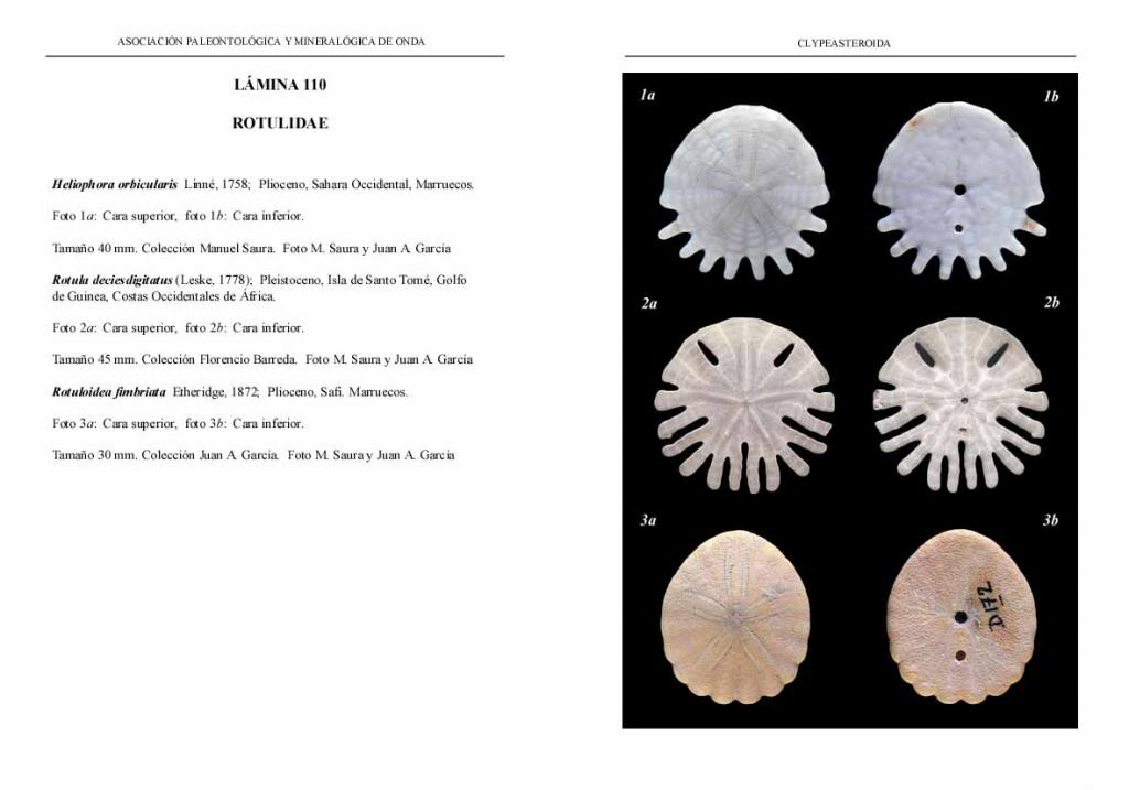 Libro NEOGNATHOSTOMATA I – CLYPEASTEROIDA - (Reedición 2013) LAMINA110-ROTULIDAE_zpse9214759