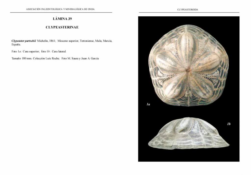 Libro NEOGNATHOSTOMATA I – CLYPEASTEROIDA - (Reedición 2013) LAMINA39-CLYPEASTERINAE_zps53f54b32