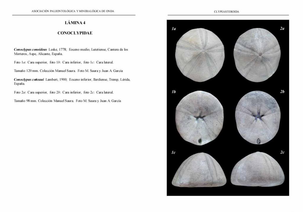 Libro NEOGNATHOSTOMATA I – CLYPEASTEROIDA - (Reedición 2013) LAMINA4-CONOCLYPIDAE_zpsce1e82c6