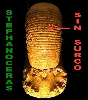 clasificacion ammonites II STEPHANOCERAS