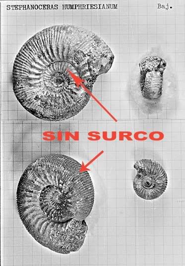 clasificacion ammonites II Stephanoceras-Humphriesianu