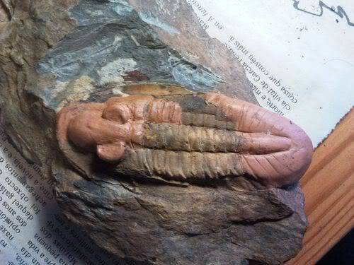 Reconstrucción de trilobites 2012-04-10202148