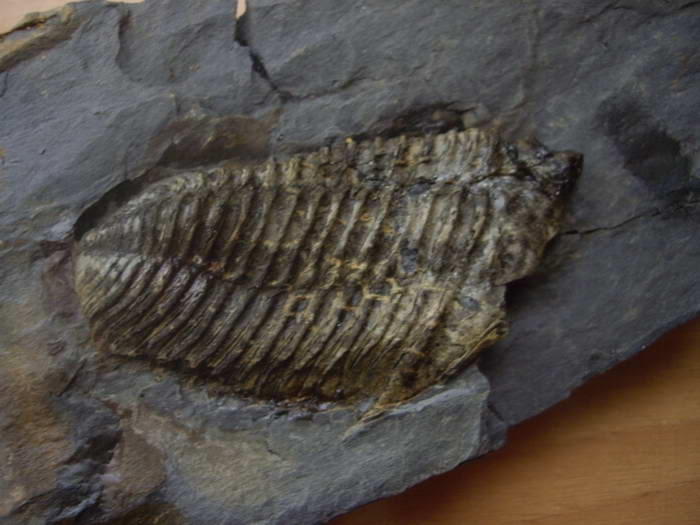 Reconstrucción de trilobites _nese01