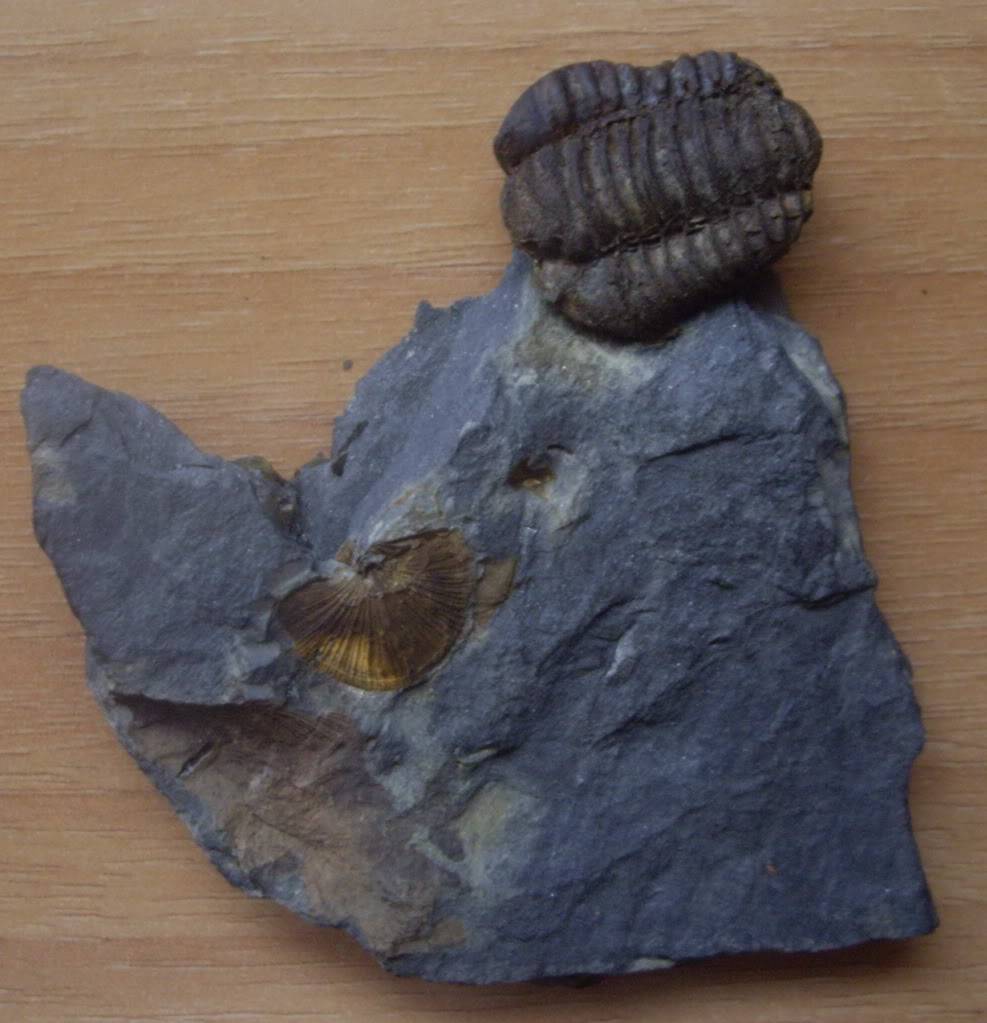 Reconstrucción de trilobites _nese06