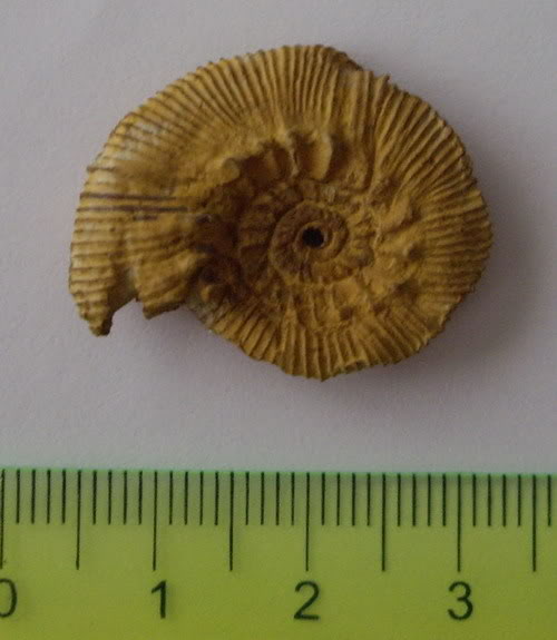 AMMONITES DEL CRETÁCICO INFERIOR - JAEN Amm01