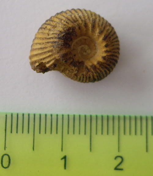 AMMONITES DEL CRETÁCICO INFERIOR - JAEN Amm02