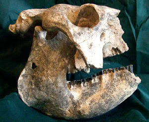 Descubren en Argentina los restos de armadillos prehistóricos gigantes Armadillo