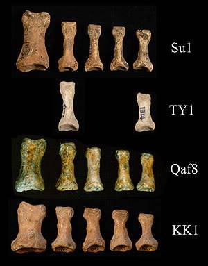 Uso de calzado hace 40.000 años Falanges