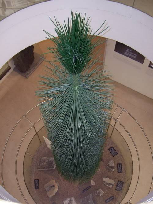 Museo Paleobotánico de Córdoba Isoetal