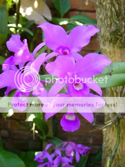 BUSQUEMOS HERMOSAS FLORES - Página 9 Orquisanapatricia