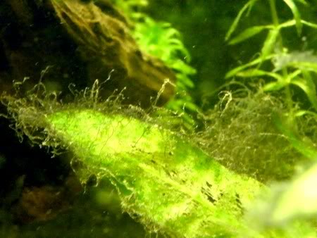 Gros problème d'algues dans mon bac ! DSCF0761