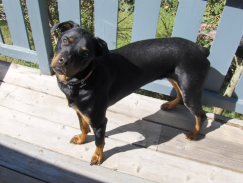 Rottweiler Update HPIM1483-1