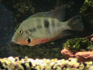 profile - Species Profile Firemouth Cichlid (Thorichthys Meeki) IMG_0262