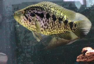 jaguar - Species Profile Jaguar cichlid IMG_0263