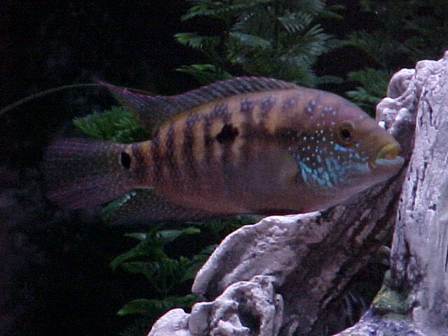 A Few Of  My Cichlids MVC-020F